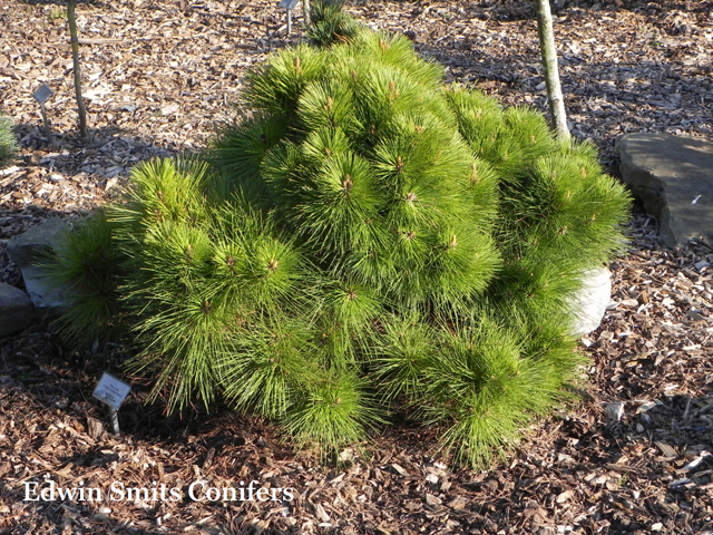 Pinus taeda 'Filips Emerald Broom'